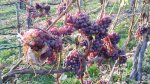 Trauben für den Eiswein?